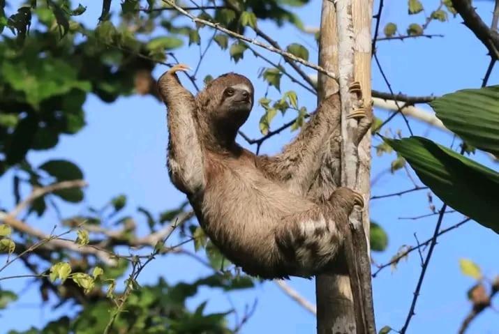 Lodge Jacamar Expeditions Iquitos